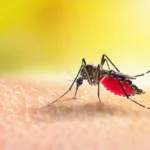 aedes mosquitoe is sucking blood human skin.jpg